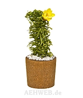 Flowerpot with cactus