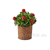 Flowerpot with buds